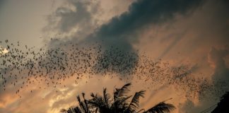 Bui National Park Vleermuizen Bui National Park