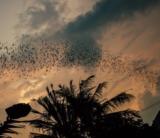 Bui National Park Vleermuizen Bui National Park