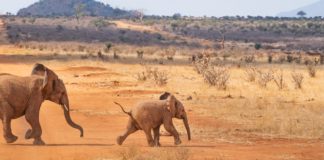 Waza National Park Waza National Park kameroen