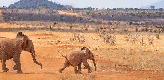 Waza National Park Waza National Park kameroen