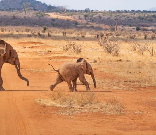 Waza National Park Waza National Park kameroen
