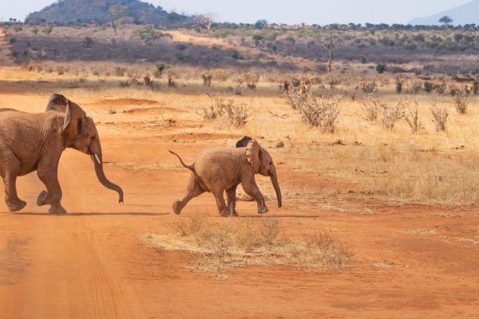 Waza National Park kameroen