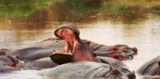 Wechiau Hippo Sanctuary Wechiau Hippo Sanctuary Ghana