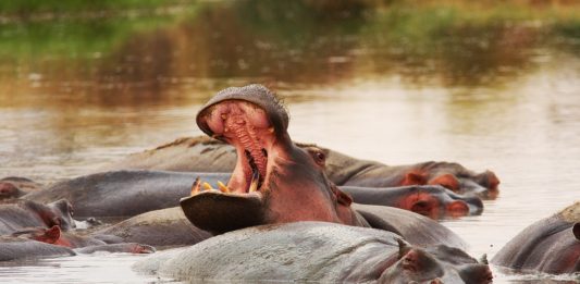 Wechiau Hippo Sanctuary Wechiau Hippo Sanctuary Ghana