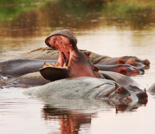Wechiau Hippo Sanctuary Wechiau Hippo Sanctuary Ghana