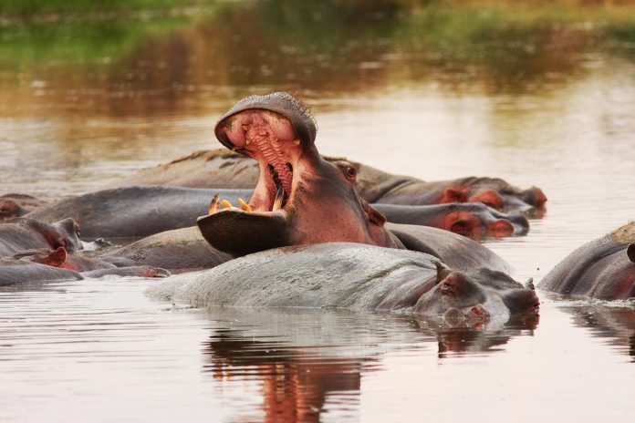 Wechiau Hippo Sanctuary Ghana