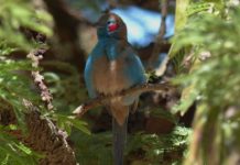 Yangudi Rassa National Park Yangudi Rassa National Park ethiopie