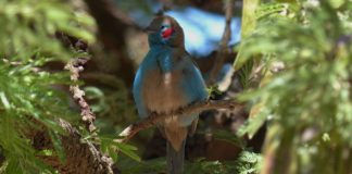 Yangudi Rassa National Park Yangudi Rassa National Park ethiopie