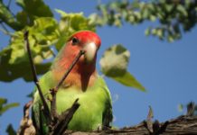 Bamingui-Bangoran National Park Bamingui-Bangoran National Park