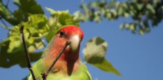 Bamingui-Bangoran National Park Bamingui-Bangoran National Park