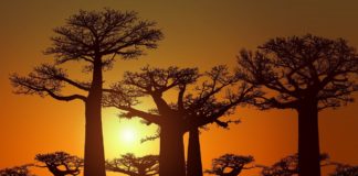 De Mangoky rivier De Mangoky rivier Madagaskar