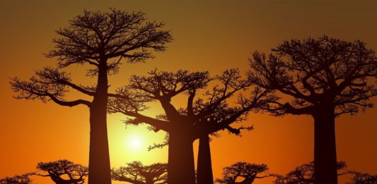 De Mangoky rivier De Mangoky rivier Madagaskar