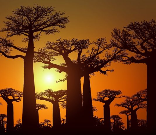 De Mangoky rivier De Mangoky rivier Madagaskar