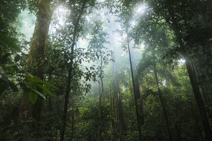 Diécké Forest Reserve guinee