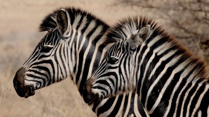 Gaborone Game Reserve Botswana