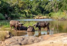 Gambella National Park Gambella National Park