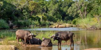 Gambella National Park Gambella National Park