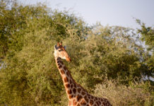 Parc National Garamba Garamba Democratische republiek Congo