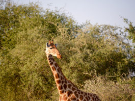 Parc National Garamba Garamba Democratische republiek Congo