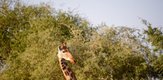 Parc National Garamba Garamba Democratische republiek Congo