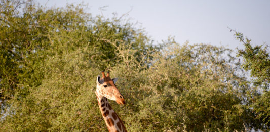 Parc National Garamba Garamba Democratische republiek Congo