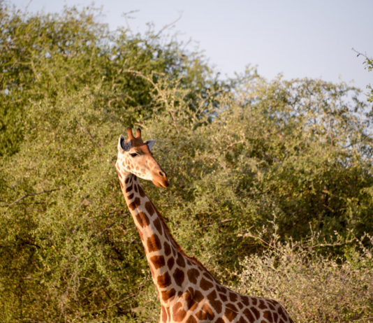 Parc National Garamba Garamba Democratische republiek Congo