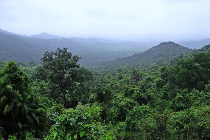 Korup National Park Kameroen
