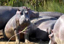 Manovo-Gounda St Floris National Park Manovo-Gounda St Floris National Park