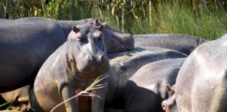 Manovo-Gounda St Floris National Park Manovo-Gounda St Floris National Park