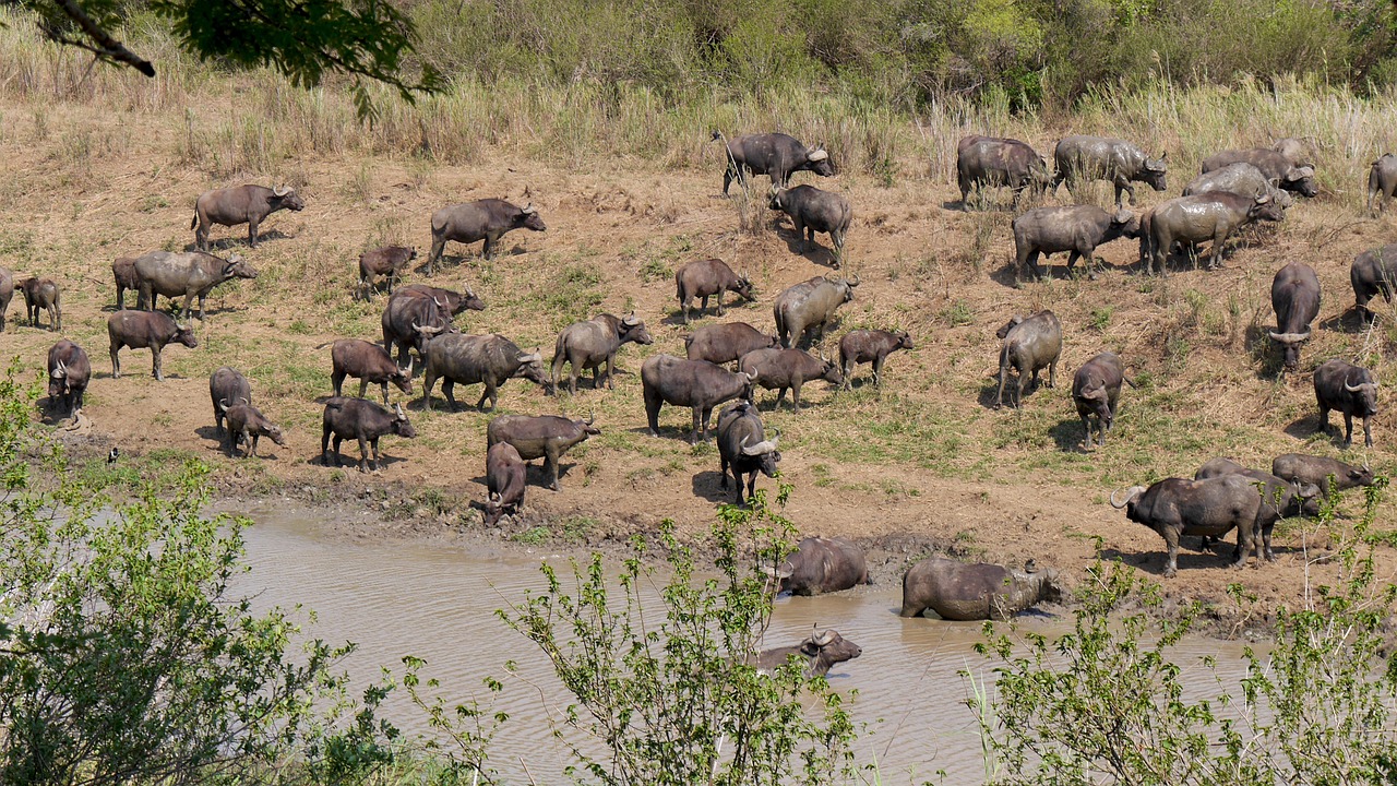 Marromeu buffels mozambique