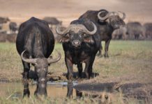 Marromeu reservaat Marromeu mozambique