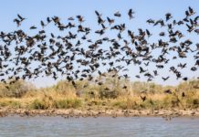 Ndiael Faunal Reserve Ndiael Faunal Reserve Senegal