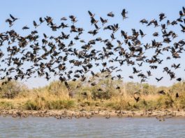Ndiael Faunal Reserve Ndiael Faunal Reserve Senegal