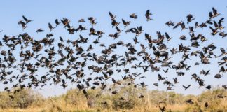 Ndiael Faunal Reserve Ndiael Faunal Reserve Senegal