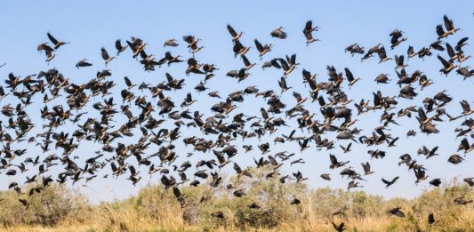 Ndiael Faunal Reserve Ndiael Faunal Reserve Senegal