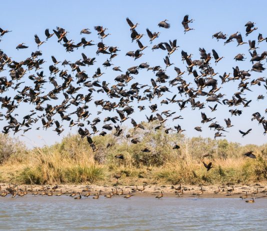 Ndiael Faunal Reserve Ndiael Faunal Reserve Senegal