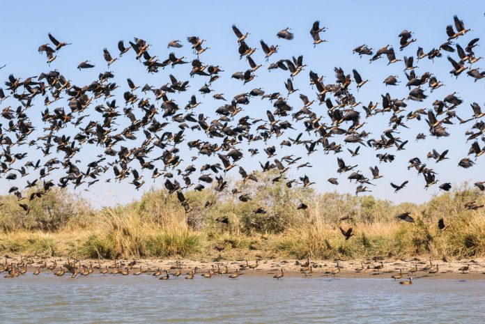 Ndiael Faunal Reserve Senegal