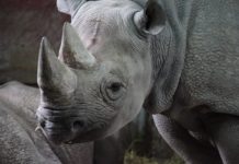 Neushoorn populatie in Malawi groeit Neushoorn populatie in Malawi groeit