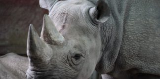 Neushoorn populatie in Malawi groeit Neushoorn populatie in Malawi groeit