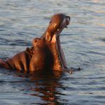 Nijlpaard Zambezi Zambia