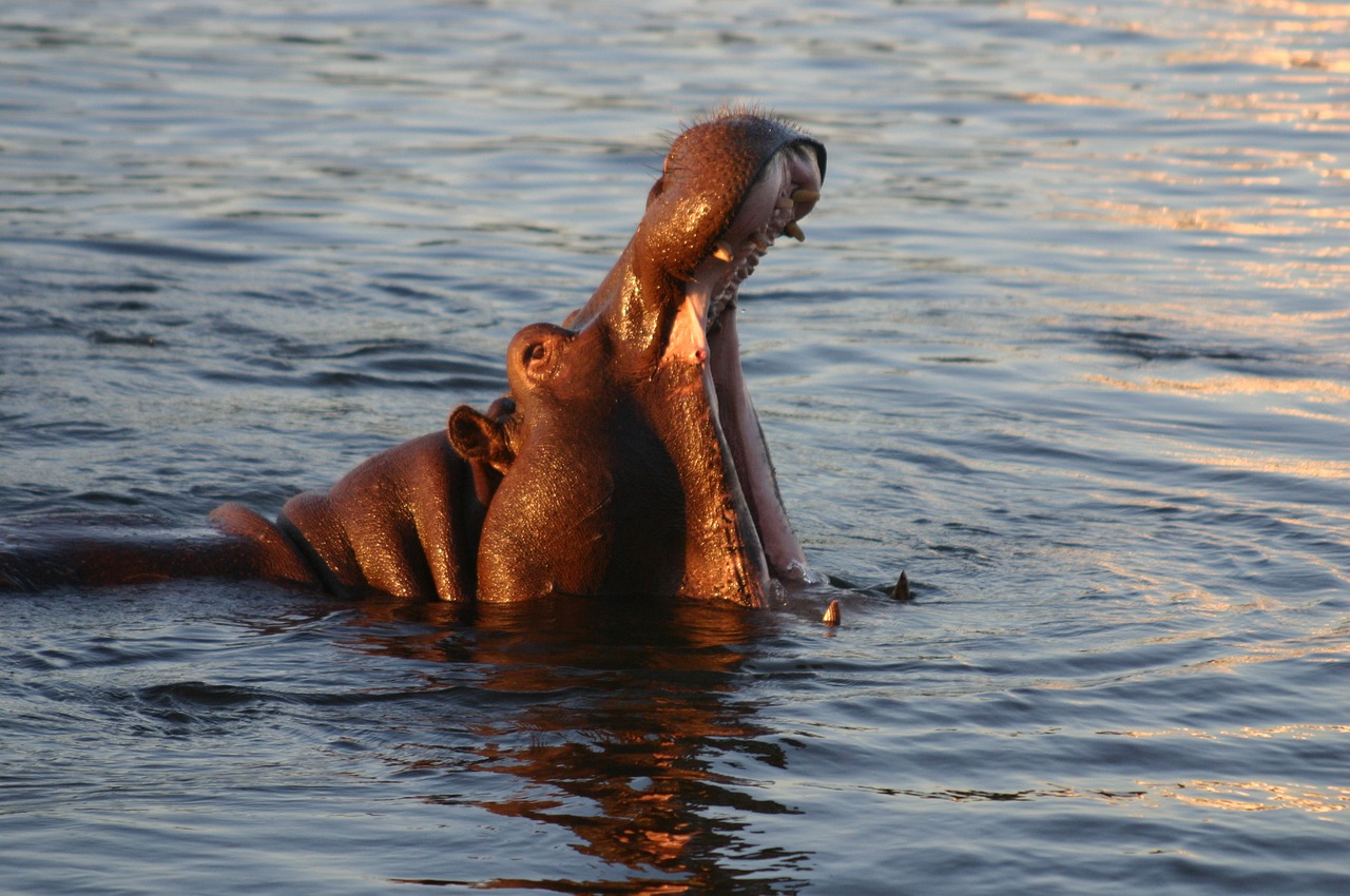 Nijlpaard Zambezi Zambia