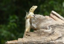 Sapo national park Sapo national park liberia