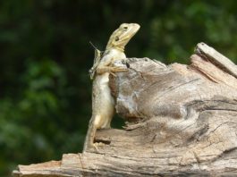 Sapo national park Sapo national park liberia