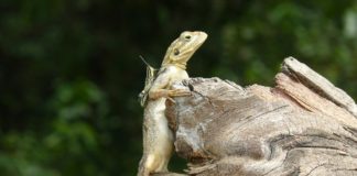 Sapo national park Sapo national park liberia