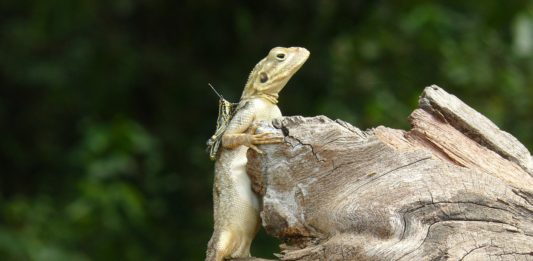 Sapo national park Sapo national park liberia