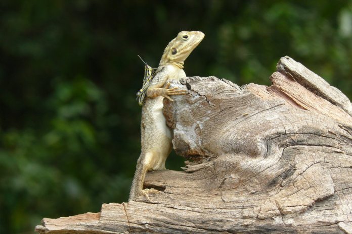 Sapo national park liberia