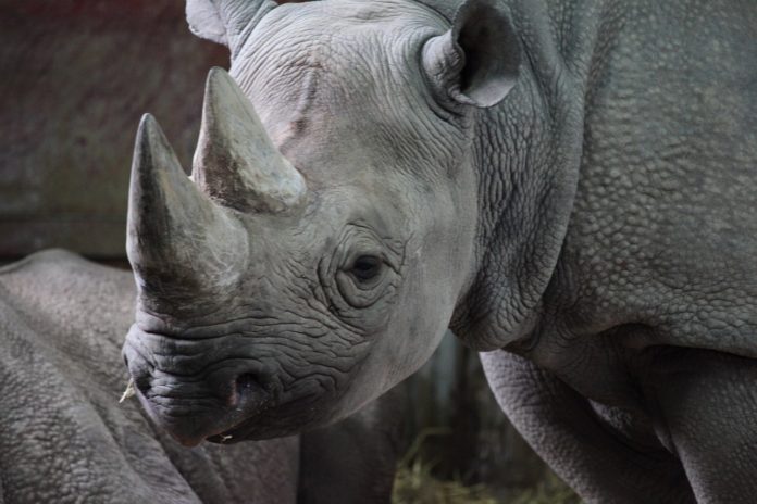 Vier neushoorns geboren in het nationale park Liwonde