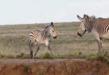 Mountain Zebra National Park mountain zebra national park