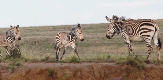 Mountain Zebra National Park mountain zebra national park