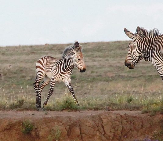 Mountain Zebra National Park mountain zebra national park